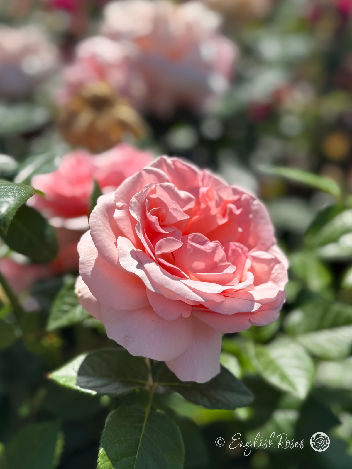 Aphrodite Rose - Soft Pink Hybrid Tea Rose - A close up photo of a soft pink bloom and green foliage.