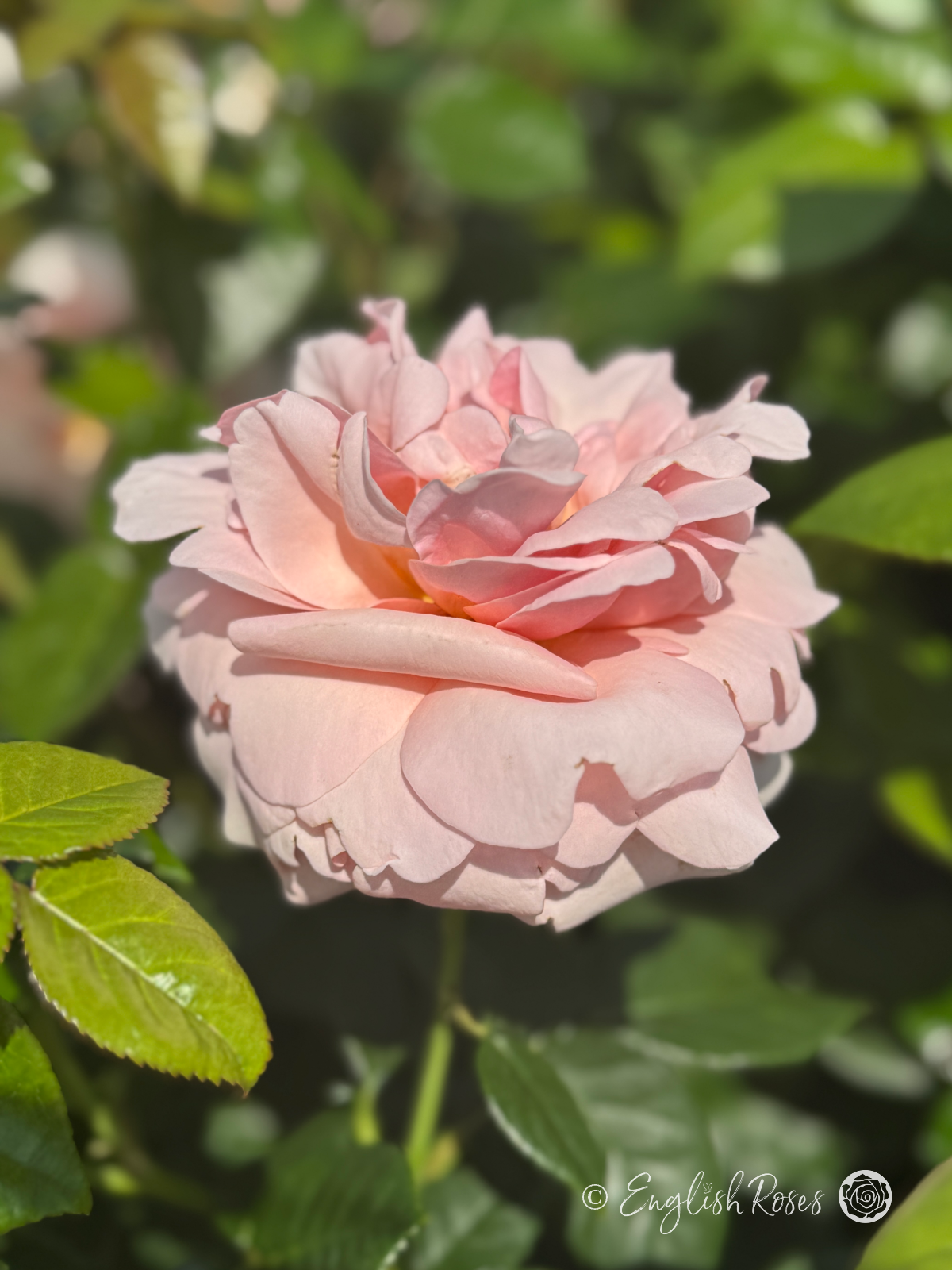 Aphrodite Rose - Soft Pink Hybrid Tea Rose - Close up photo of an open, soft pink bloom.