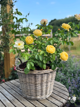 Belle De Jour Rose - Deep Yellow Floribunda Rose - A photo of the Belle De Jour Rose bush potted in a willow basket and decorated with deep yellow blooms and foliage.