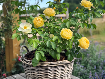 Mother's Day Gift For Mum - Gift Planted Rose in Large Willow Basket Mother's Day Gift For Mum - Gift Planted Rose in Large Willow Basket Image