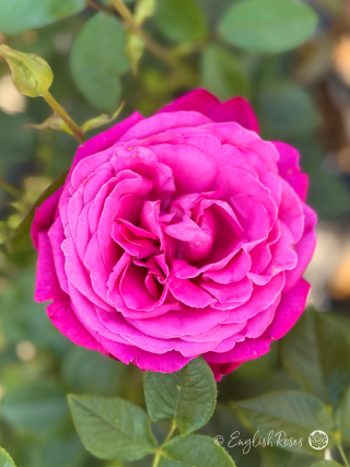 Birthday Boy Rose - Magenta Pink Hybrid Tea Rose - A close up photo of a single, open, magenta pink bloom