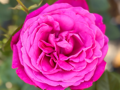 Birthday Boy Rose - Birthday Gifts For Him Birthday Boy Rose - Birthday Gifts For Him Image