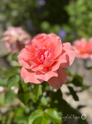 Blessings Rose - Salmon Pink Hybrid Tea Rose - A close up photo of a salmon pink bloom