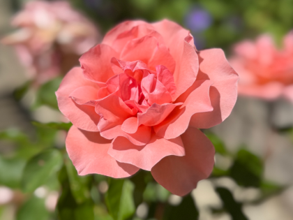 Blessings Rose Blessings Rose Image