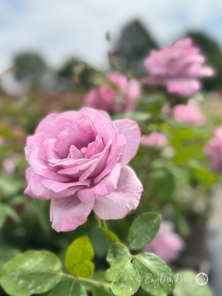 Blue Moon Rose - Lilac Hybrid Tea Rose - A close up photo of an open, lilac purple bloom