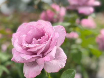 Blue Moon Rose Blue Moon Rose Image