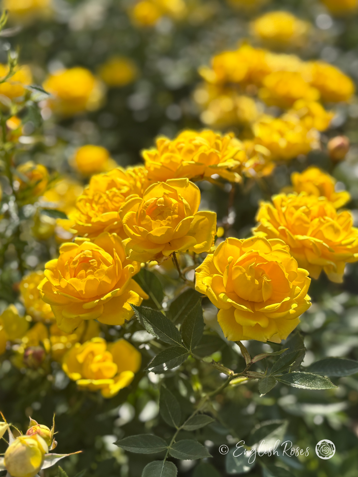 Bobby Dazzler Rose - Vivid Yellow Floribunda Rose - A photo of multiple vivid yellow blooms of the Bobby Dazzler Rose variety shining in the sun and accompanied by green foliage.