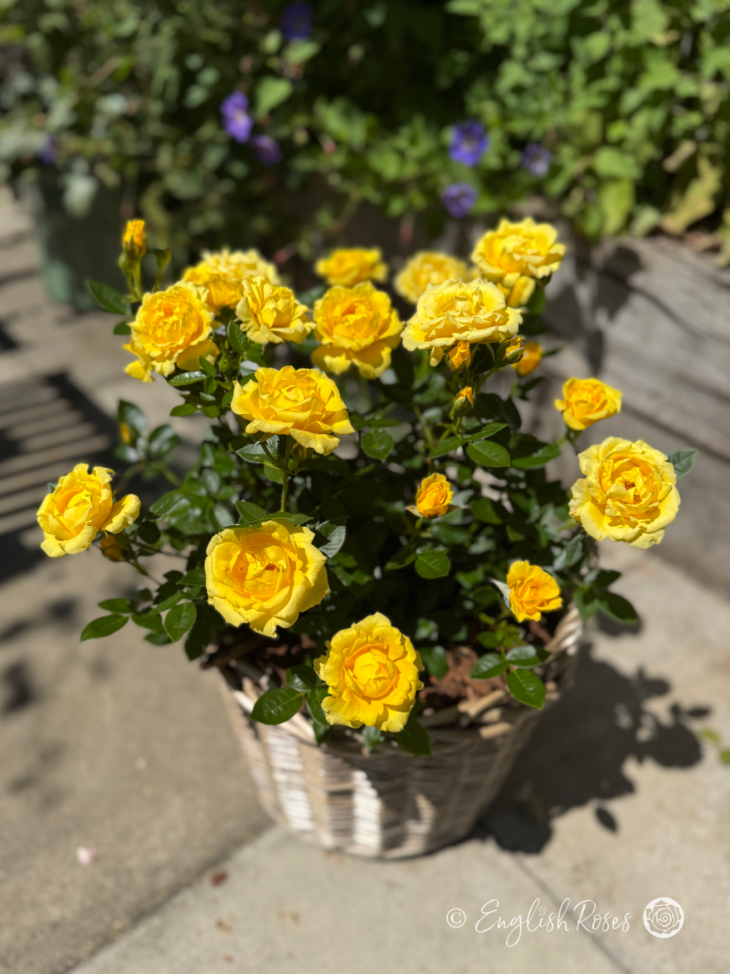 Bright Star Rose - Golden Yellow Patio Rose - A photograph of a willow basket presentation of the Bright Star Rose variety consisting of numerous golden yellow bloom and dark green foliage.