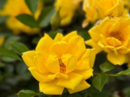 A Memorial Rose For A Special Dad - English Rose Gift A Memorial Rose For A Special Dad - English Rose Gift Image