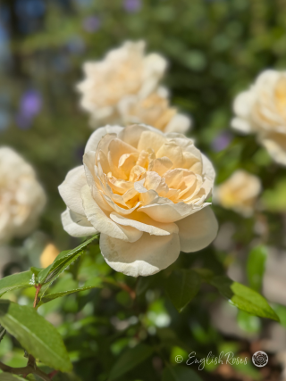 Champagne Moment Rose - Apricot Cream Floribunda Rose - Close up photo of a cream, open bloom with additional blooms in the background.