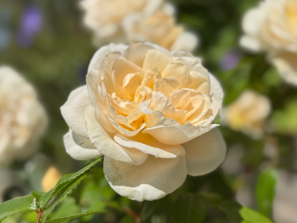 Champagne Moment Rose Champagne Moment Rose Image