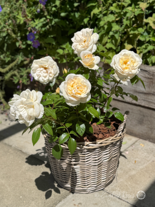 Champagne Moment Rose - Apricot Cream Floribunda Rose - A photo of a willow basket presentation of the Champagne Moment Rose variety, adorned with cream blooms and green foliage.