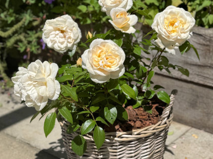 60th Birthday Rose In Large Willow Basket 60th Birthday Rose In Large Willow Basket Image