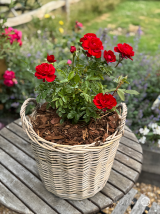 Crimson Sweet Dream Rose - Crimson Red Patio Rose - A photo of the Crimson Sweet Dream Rose variety potted in a willow basket and decorated with red blooms, buds and green foliage.