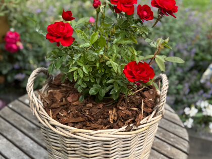 Happy Valentine's Day Rose Gift - English Roses Planted Basket Happy Valentine's Day Rose Gift - English Roses Planted Basket Image