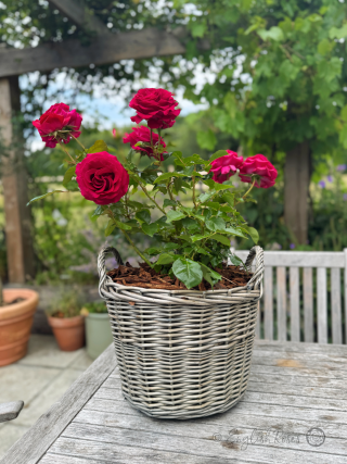 Belles Rives Rose - Cerise Pink Hybrid Tea Rose - A photo of the Belles Rives Rose variety potted in an English Roses willow basket, adorned with cerise pink blooms.