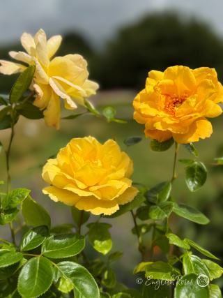 Climbing Arthur Bell Rose - Yellow Climbing Rose - A close up photo of three golden yellow blooms
