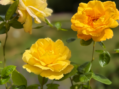 Climbing Arthur Bell Rose Climbing Arthur Bell Rose Image