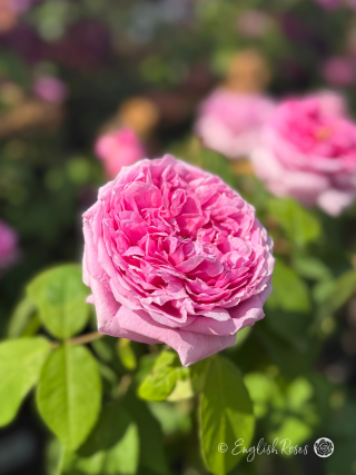 Comte de Chambord Rose - Pink Portland/ Old Fashioned Shrub Rose - A close up photo of a large, pink open bloom.