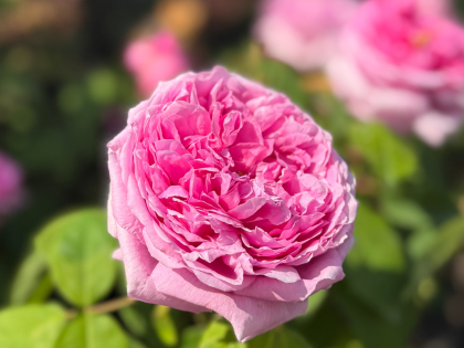 Pink Mother's Day Roses - Comte De Chambord Rose Pink Mother's Day Roses - Comte De Chambord Rose Image
