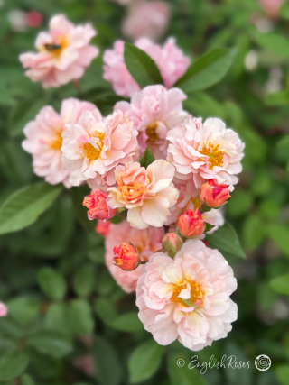Cornelia Rose - Pink Hybrid Musk Rose - A close up photo of multiple blooms with small pink buds