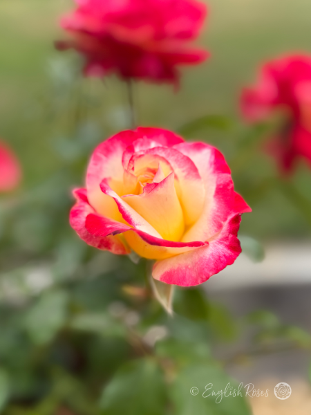 Double Delight Rose - Cherry Pink and Cream Hybrid Tea Rose - A close up photo of a pink and cream bloom.