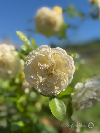 Eirene Rose - White Floribunda Rose - A close up photo of an open, cream-white bloom.