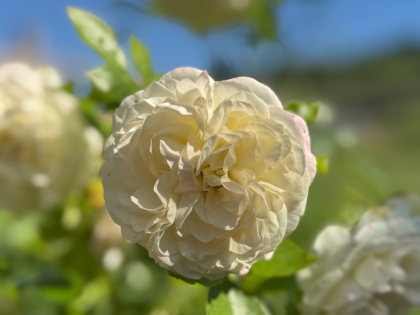 A Rose For Irene - English Roses Gift A Rose For Irene - English Roses Gift Image