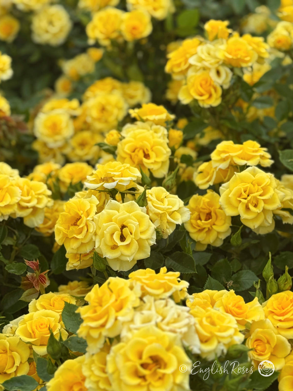 Flower Power Gold Rose - Golden Yellow Patio Rose - A close up photo of lots of golden yellow blooms and foliage