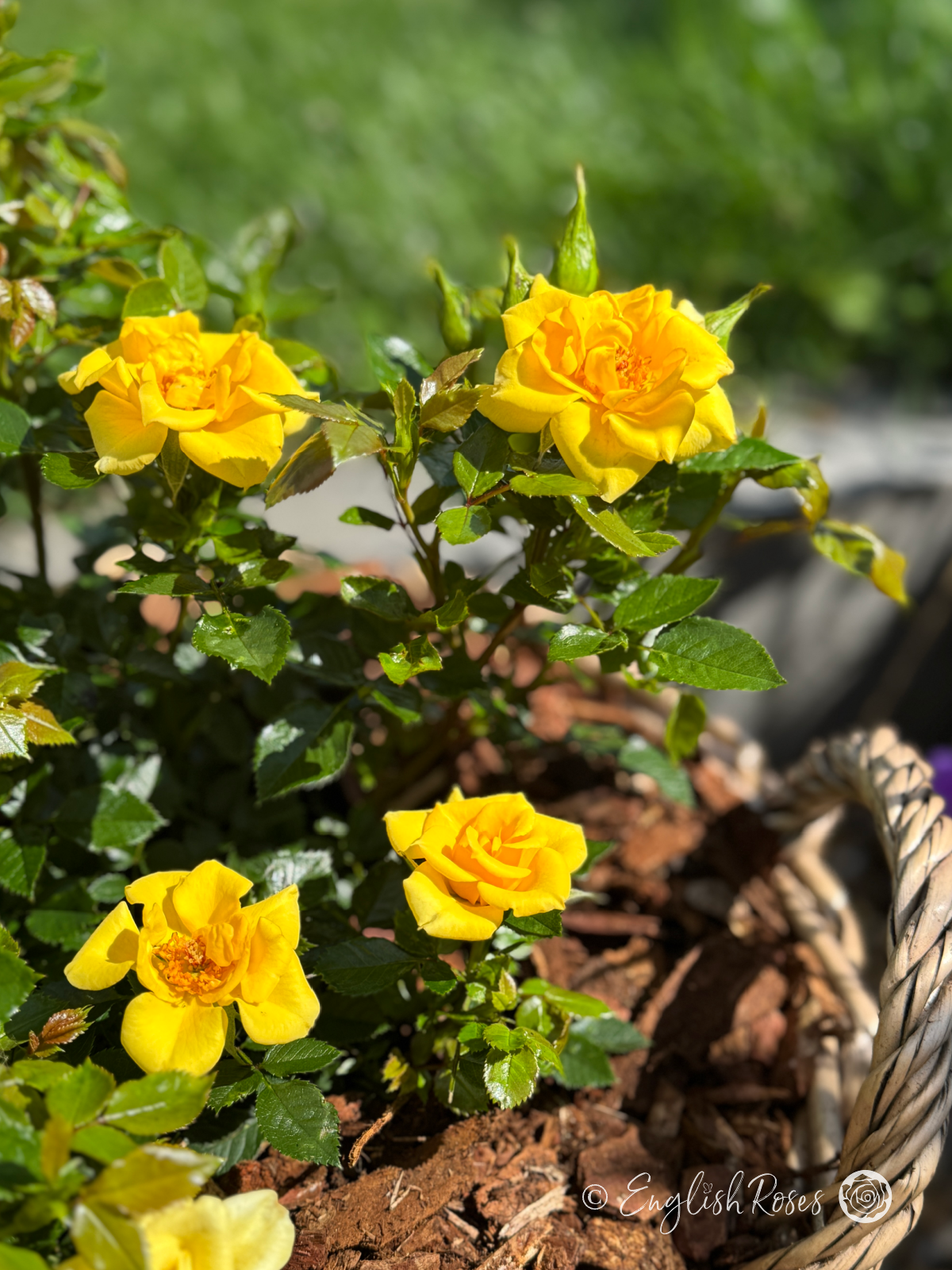 Flower Power Gold Rose - Golden Yellow Patio Rose - A close up photo of golden yellow blooms and buds of the Flower Power Gold Rose variety potted in a willow basket.