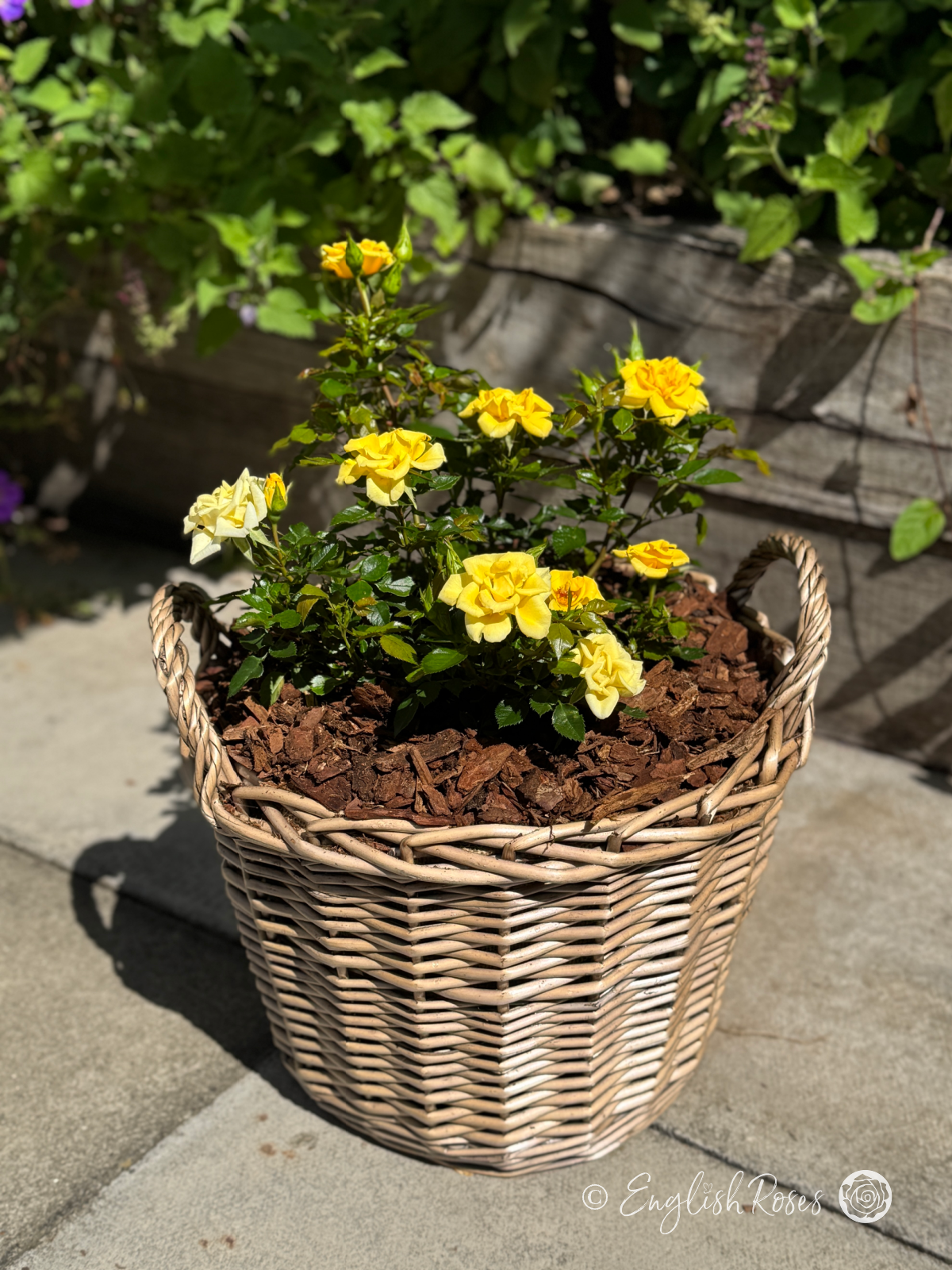 Flower Power Gold Rose - Golden Yellow Patio Rose - A photo of the Flower Power Gold Rose variety potted in an English Roses willow basket.