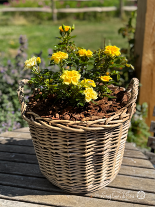 Flower Power Gold Rose - Golden Yellow Patio Rose - A photograph of golden yellow blooms and green foliage of the Flower Power Gold Rose variety potted in a willow basket.