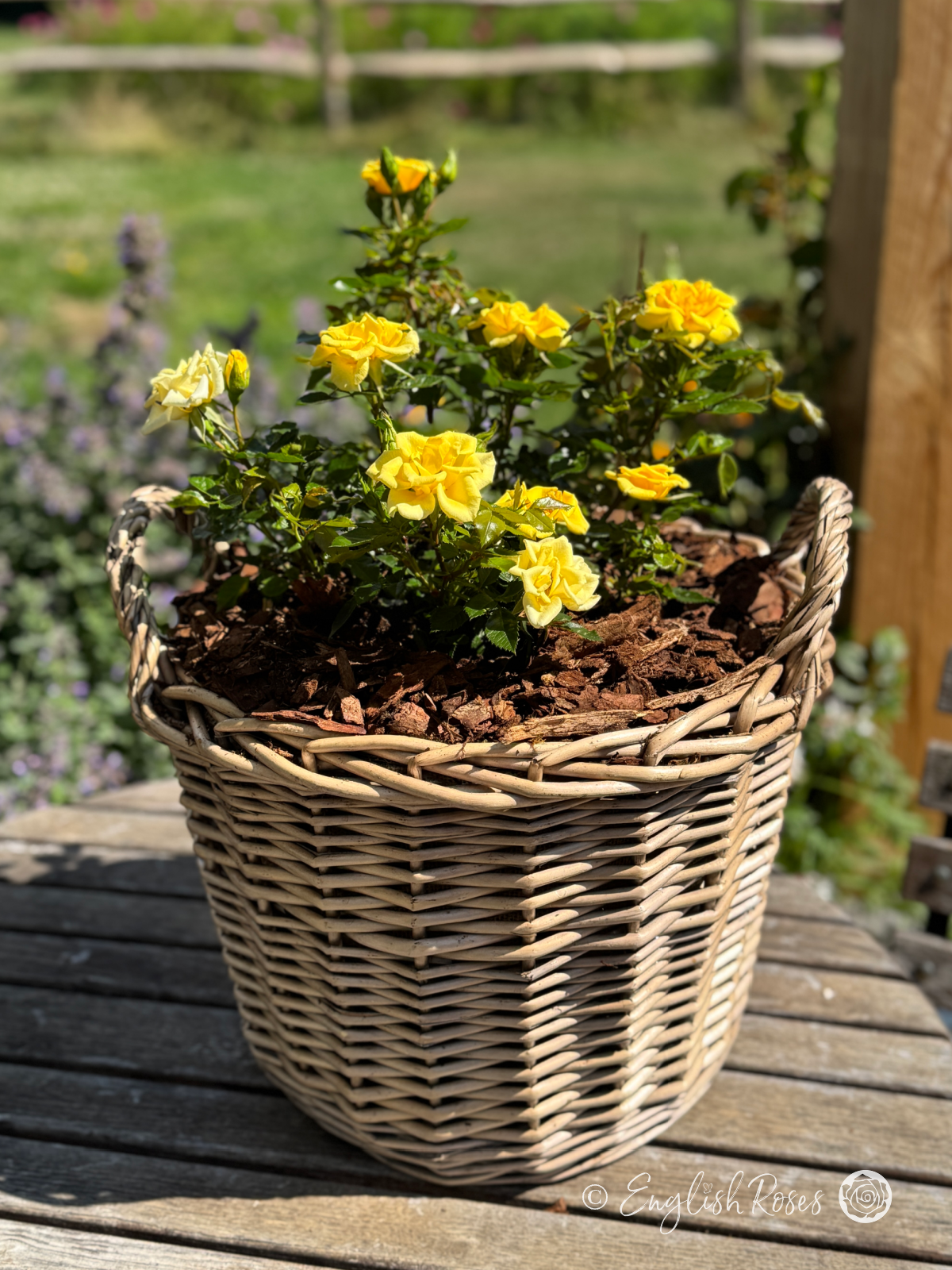 Flower Power Gold Rose - Golden Yellow Patio Rose - A photograph of golden yellow blooms and green foliage of the Flower Power Gold Rose variety potted in a willow basket.