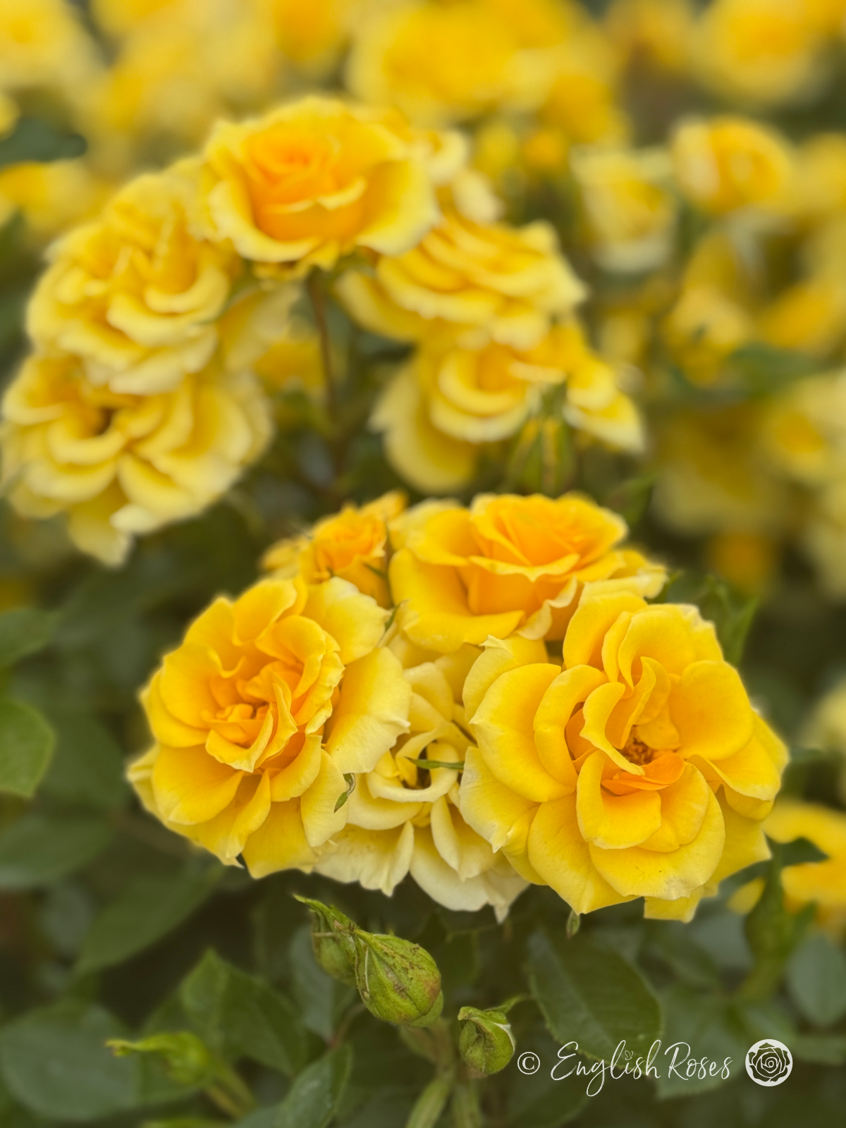 Flower Power Gold Rose - Golden Yellow Patio Rose - Close up photo of many open, golden yellow blooms and buds.