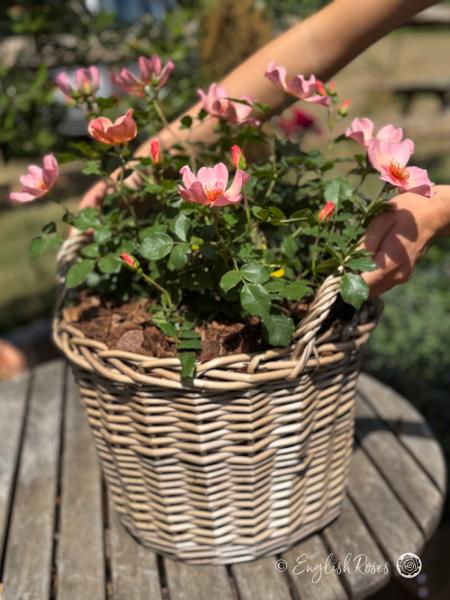 For Your Eyes Only Rose - Pink Floribunda Rose - A photo of the For Your Eyes Only Rose bush potted in an English Roses willow basket and being placed on a garden table.