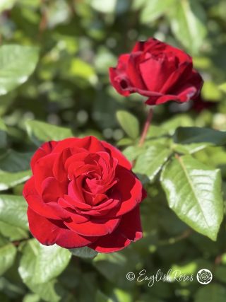 Forever Yours Rose - Red Hybrid Tea Rose -Close up photo of two open, red blooms.