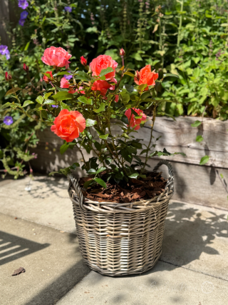 Fragrant Delight Rose - Pink Floribunda Rose - A photo of the Fragrant Delight Rose variety potted in a willow basket and placed on a patio.