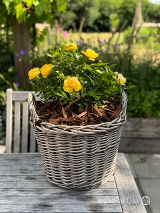 Golden Wishes Rose - Golden Yellow Patio Rose - A photo of the Golden Wishes Rose variety potted in an English Roses willow basket and adorned with golden yellow blooms.