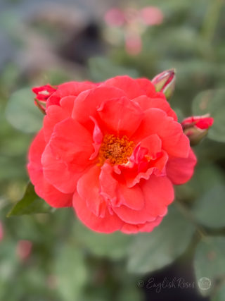 Happy Anniversary Rose - Salmon Pink Floribunda Rose - A close up photo of an open, salmon pink bloom with buds.