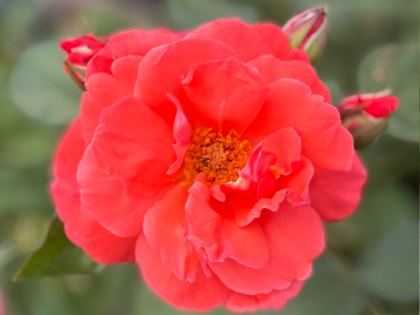 Happy Anniversary Rose Happy Anniversary Rose Image