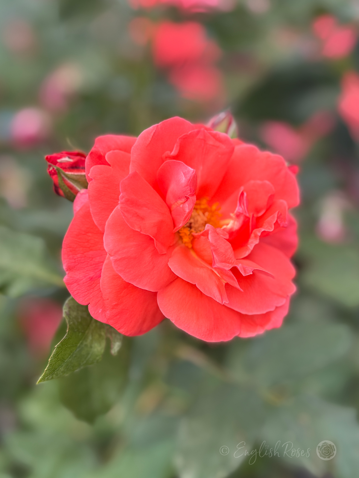 Happy Anniversary Rose - Salmon Pink Floribunda Rose - Close up photo of a salmon pink bloom with buds.