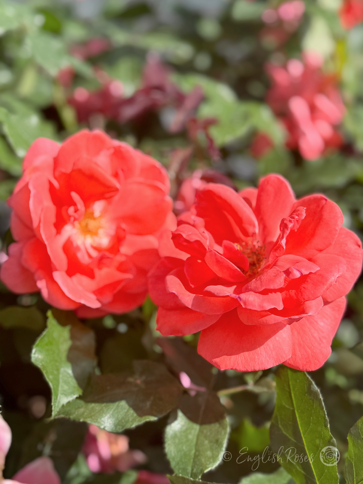 Happy Anniversary Rose - Salmon Pink Floribunda Rose - A close up photo of two open, salmon pink blooms.
