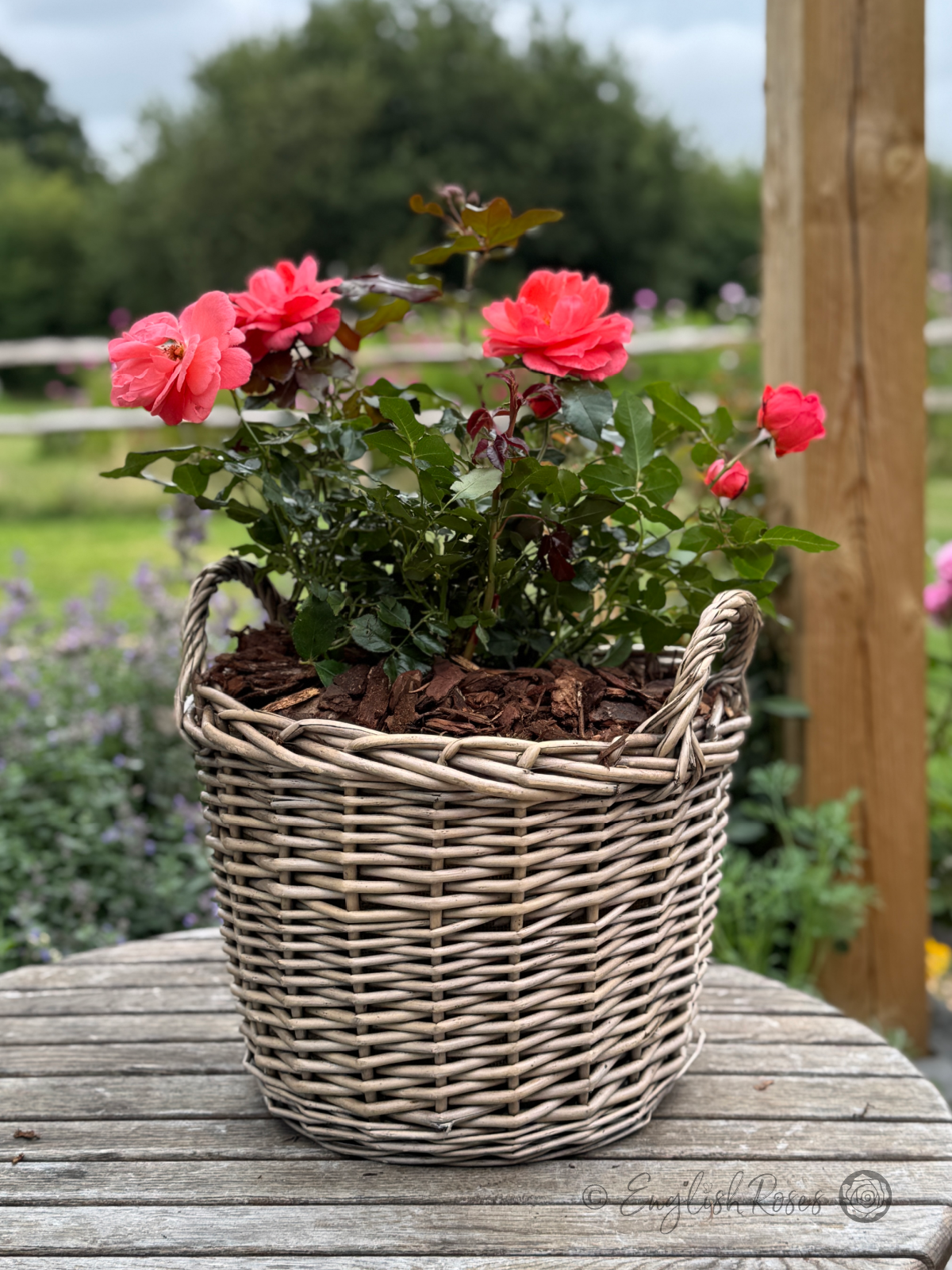 Happy Anniversary Rose - Salmon Pink Floribunda Rose - A photo of salmon pink blooms and green foliage belonging to the Happy Anniversary Rose variety potted in a willow basket.
