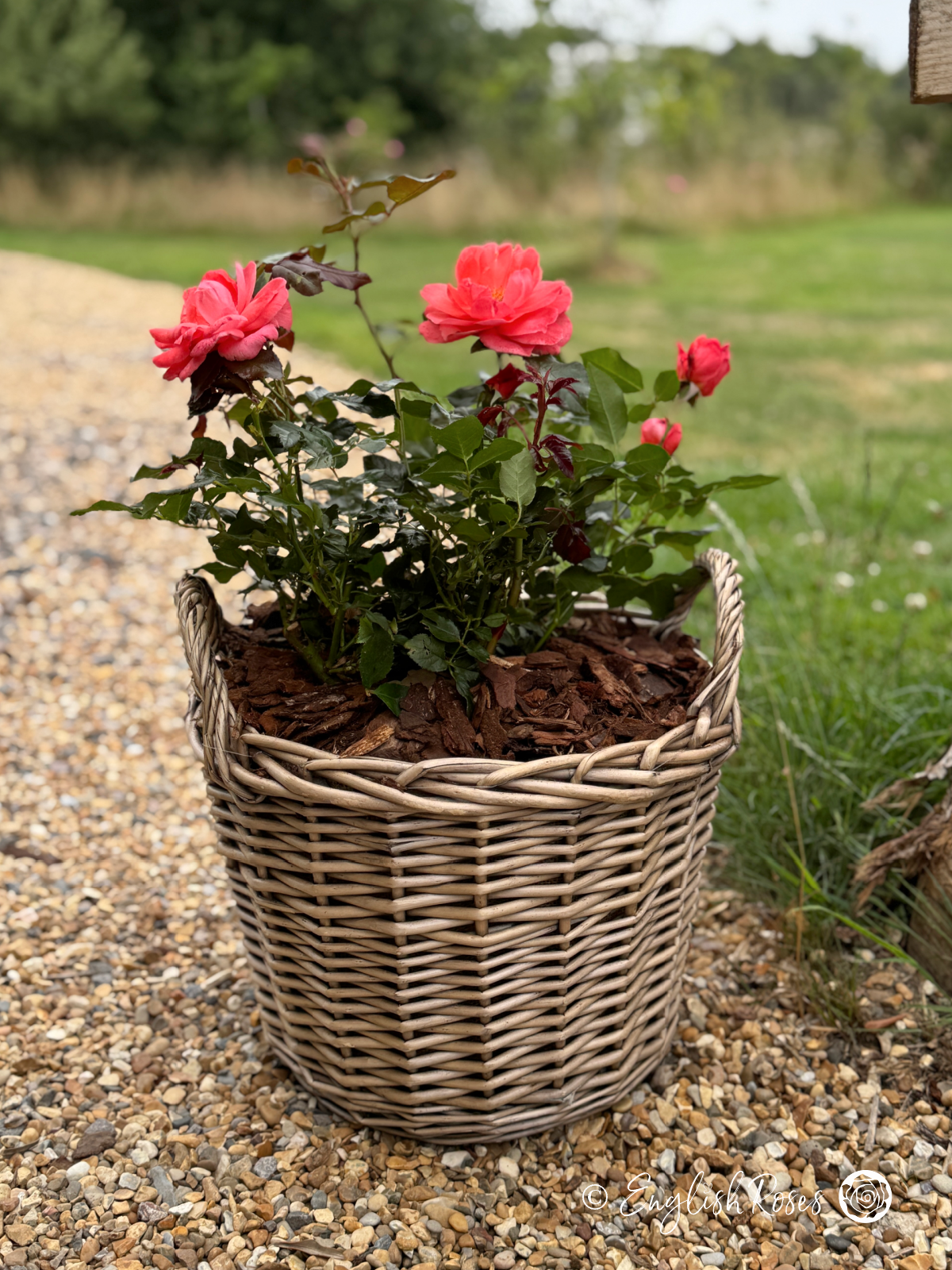Happy Anniversary Rose - Salmon Pink Floribunda Rose - A photo of the Happy Anniversary Rose variety potted in an English Roses willow basket.