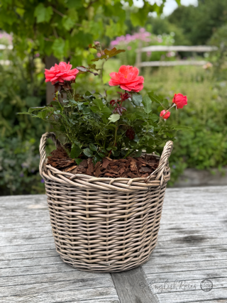 Happy Anniversary Rose - Salmon Pink Floribunda Rose - A photo of the Happy Anniversary Rose variety planted in a willow basket and placed on a garden table.