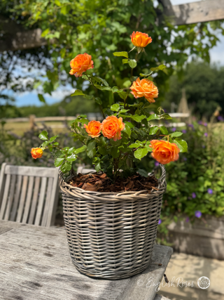 Happy Birthday Rose - Orangey Yellow Hybrid Tea Rose - A photograph of the Happy Birthday Rose variety potted in an English Roses willow basket and placed on a garden table.