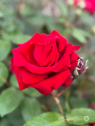 Ingrid Bergman Rose - Deep Red Hybrid Tea Rose - Close up photo of an open, deep red bloom with a bud.
