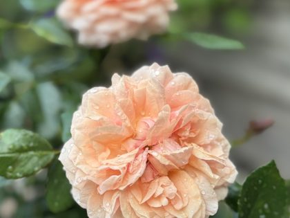 Always Remembered Gift Always Remembered Gift Image