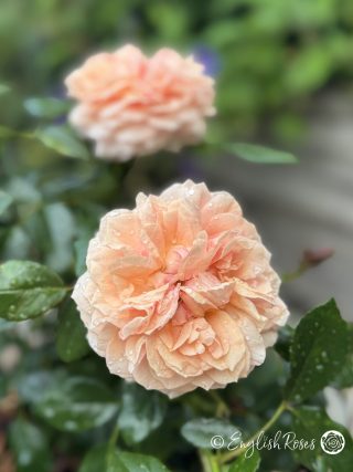Joie De Vivre Rose - Apricot Pink Floribunda Rose - A close up photo of two apricot pink blooms in the rain.