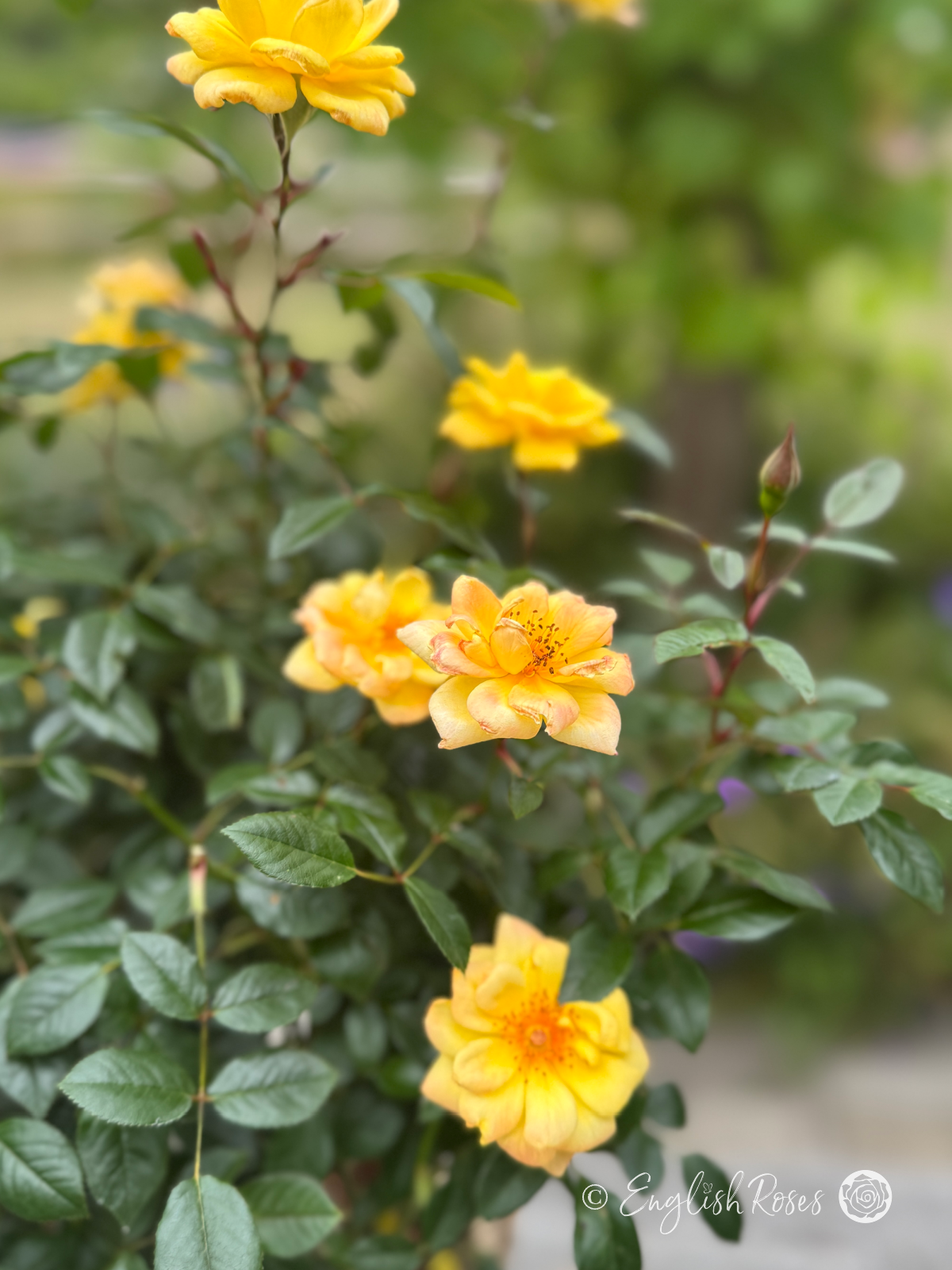 Laura Ford Rose - Yellow Miniature Climbing Rose - A close up photo of multiple yellow blooms, buds and dark green foliage.